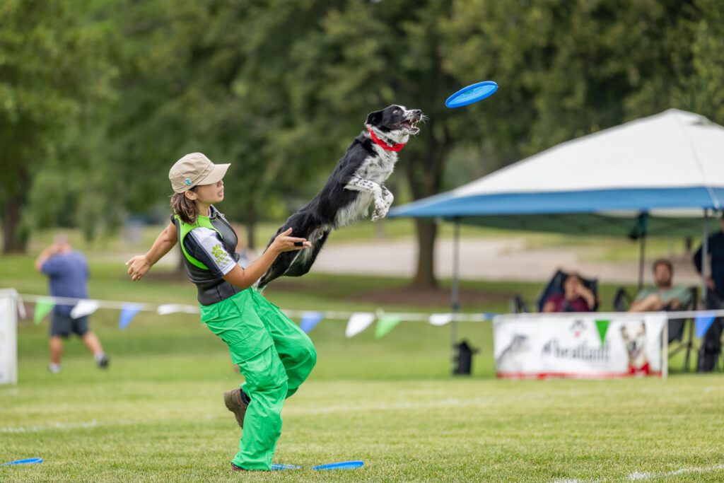 Dog Disc