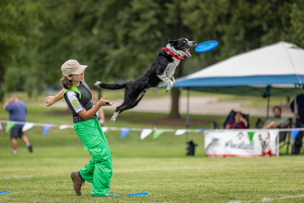 Dog Disc