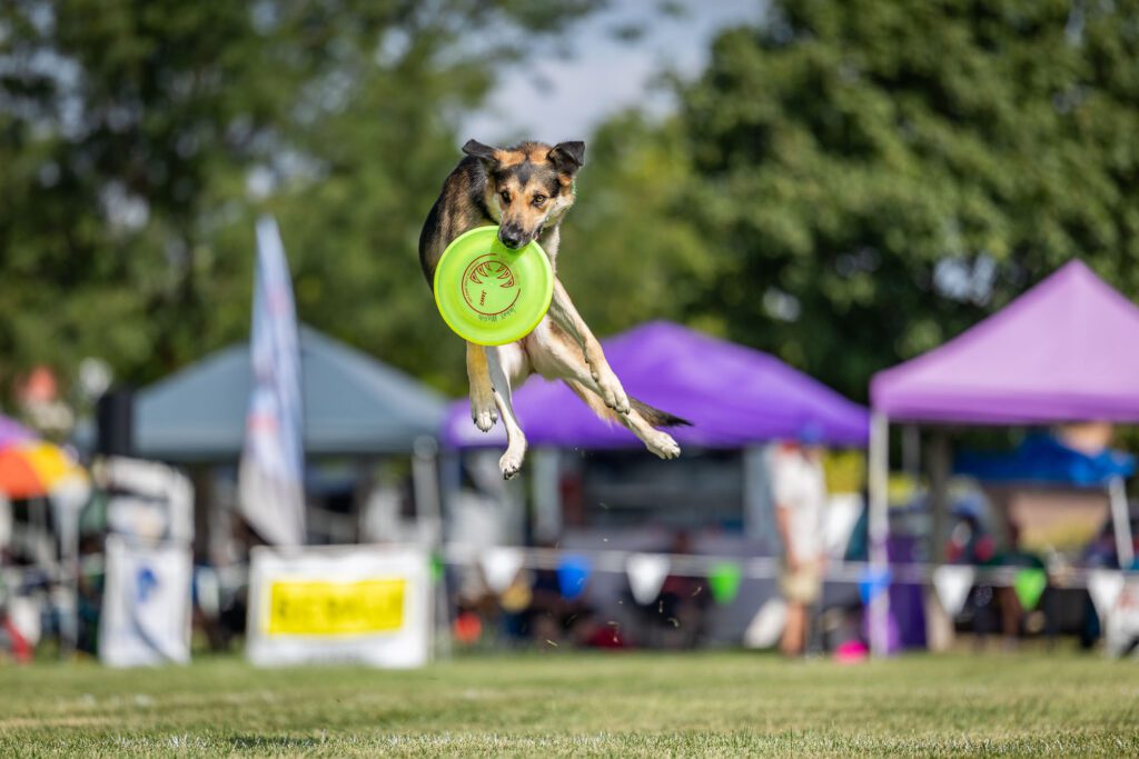 Dog Disc