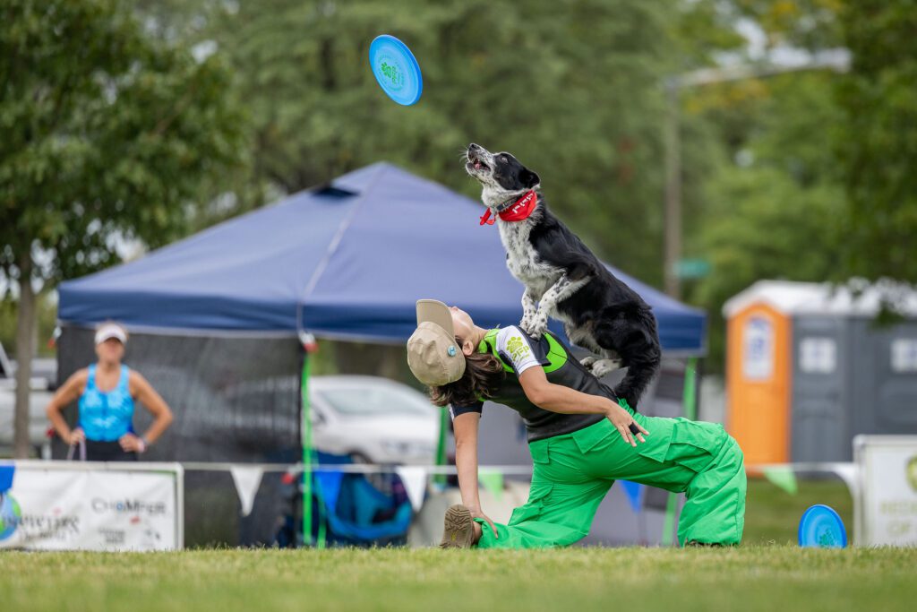 Dog Disc