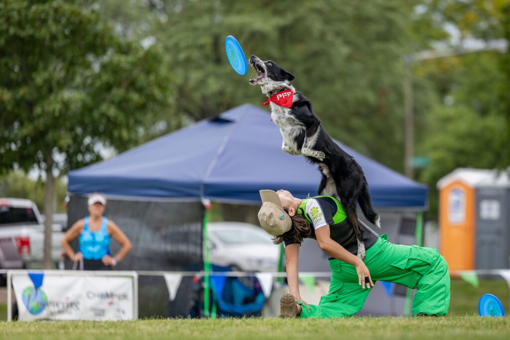 Dog Disc