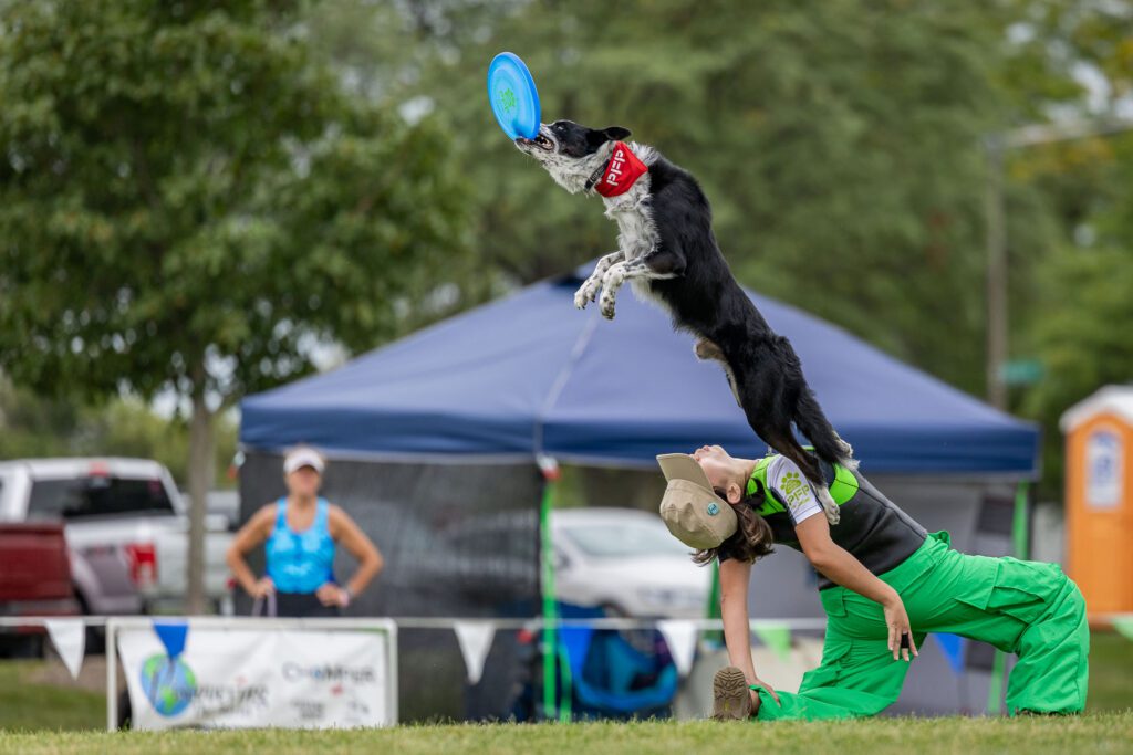 Dog Disc