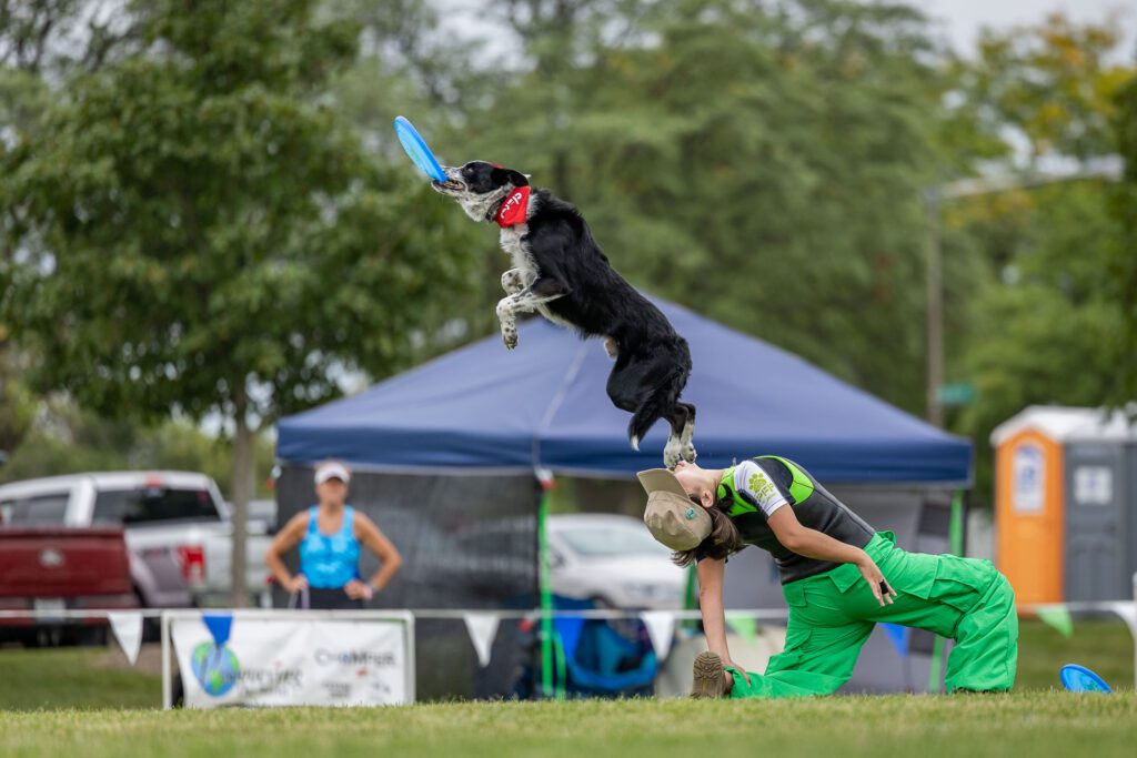 Dog Disc