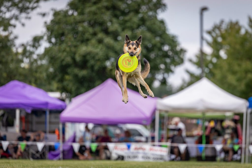 Dog Disc