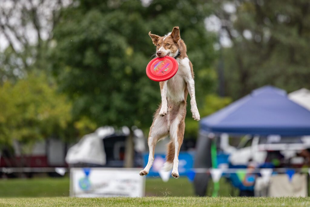 Dog Disc