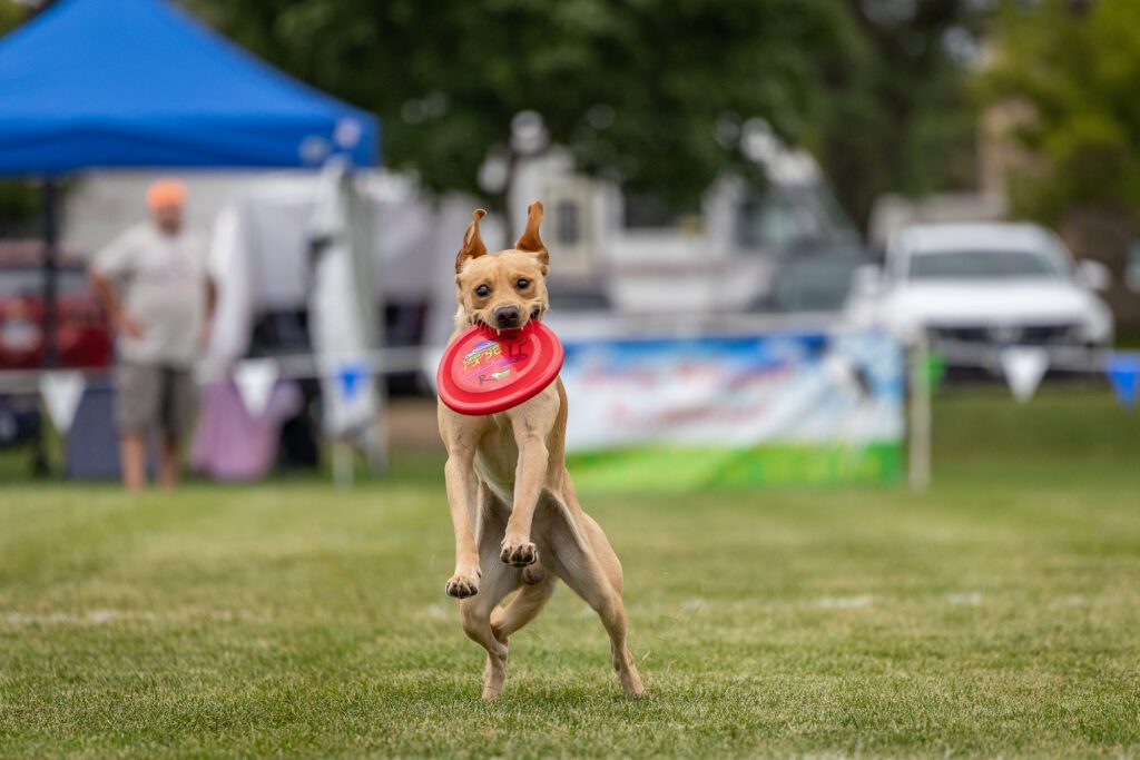 Dog Disc