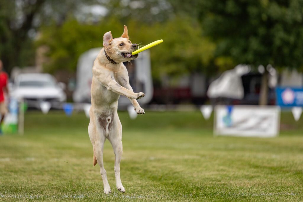 Dog Disc