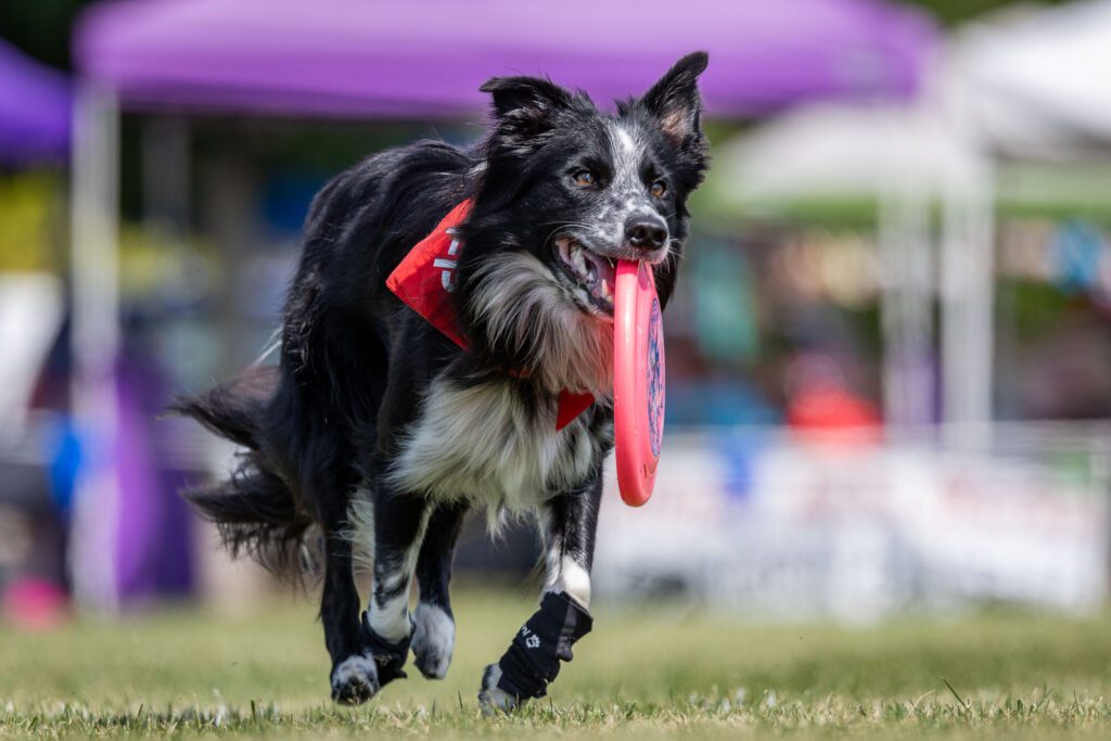 Dog Disc