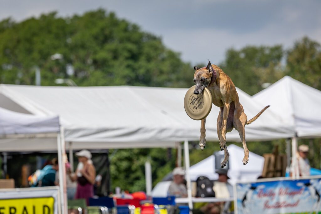 Dog Disc